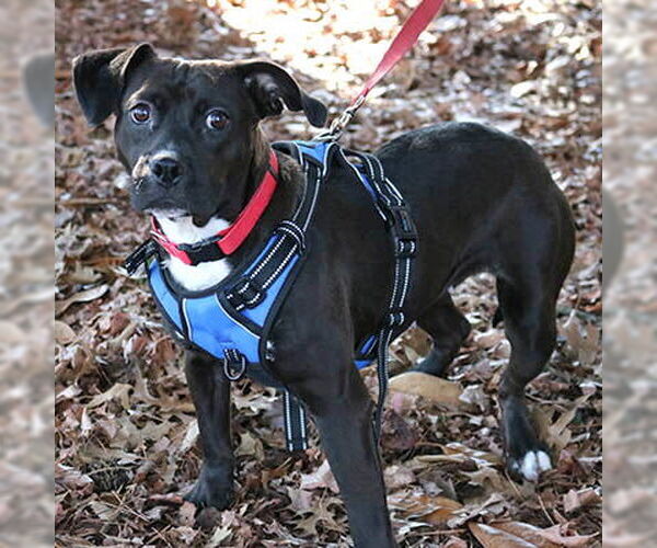 Medium Photo #3 Mutt Puppy For Sale in Lake Wylie, SC, USA