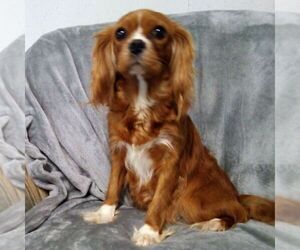 Mother of the Cavapoo (Miniature) puppies born on 05/05/2026