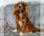 Small Photo #1 Cavapoo (Miniature) Puppy For Sale in GORDONVILLE, PA, USA