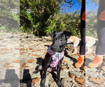 Small Photo #4 Labrador Retriever-Unknown Mix Puppy For Sale in Germantown, OH, USA