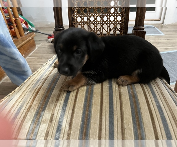 Medium Photo #1 German Shepherd Dog Puppy For Sale in OREFIELD, PA, USA