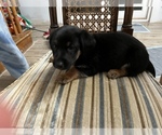 Small Photo #1 German Shepherd Dog Puppy For Sale in OREFIELD, PA, USA