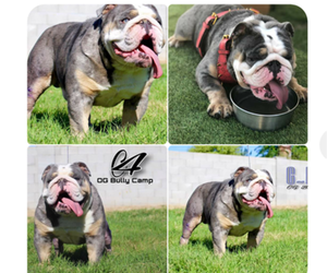 Father of the Bulldog puppies born on 04/27/2019