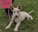Small Photo #15 German Shepherd Dog Puppy For Sale in TONOPAH, NV, USA
