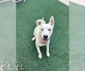 Siberian Husky-Unknown Mix Dogs for adoption in Chula Vista, CA, USA