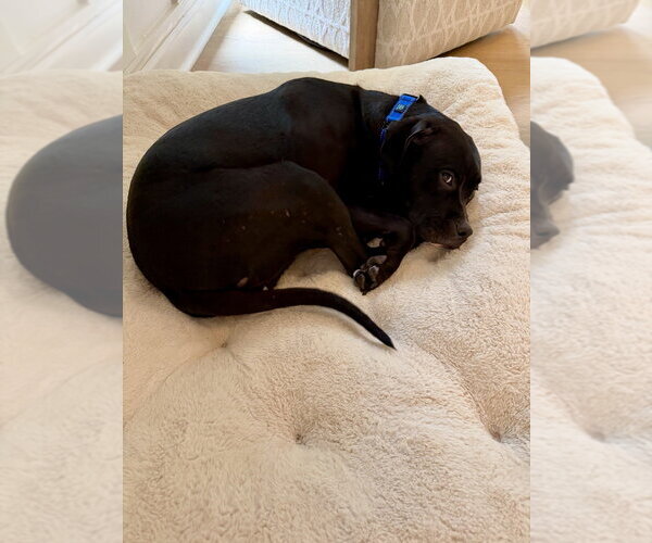 Medium Photo #4 Mutt Puppy For Sale in Mooresville, NC, USA