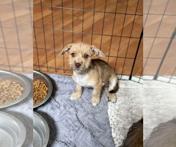 Medium Photo #1 Dachshund-Unknown Mix Puppy For Sale in Phoenix, AZ, USA