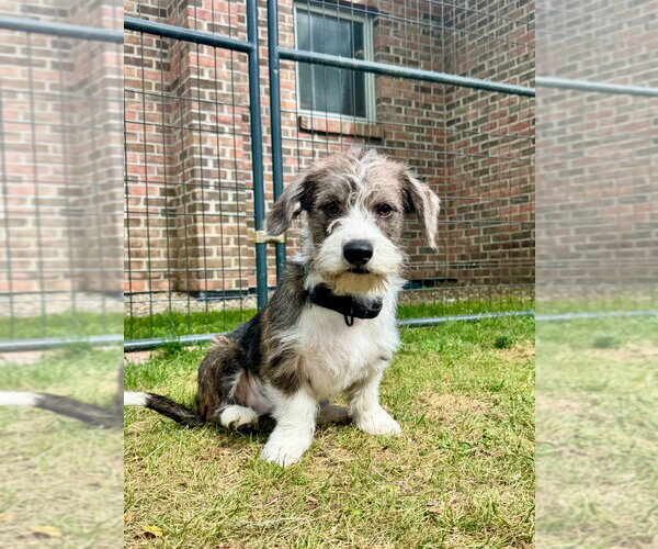 Medium Photo #4 Dachshund-Unknown Mix Puppy For Sale in Gloversville, NY, USA