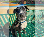 Small #1 Labrador Retriever Mix