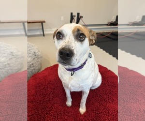 Boochie TX - Female Mutt Dog for Adoption - Photo #13