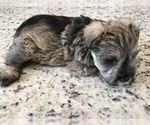 Small Photo #2 Schnauzer (Miniature) Puppy For Sale in VALRICO, FL, USA
