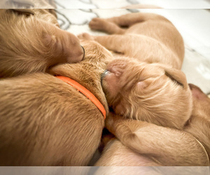 Golden Retriever Puppy for sale in BOCA RATON, FL, USA