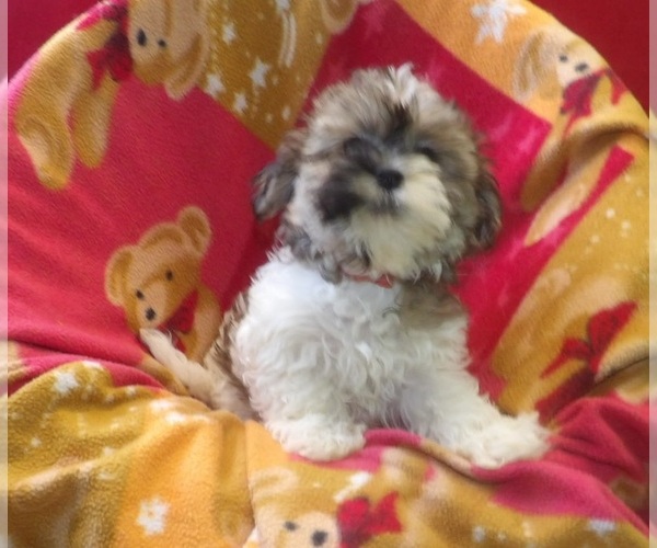 Medium Photo #2 Mal-Shi Puppy For Sale in PATERSON, NJ, USA