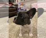 Small Photo #11 French Bulldog Puppy For Sale in HIGHLAND VILLAGE, TX, USA