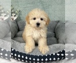 Small #2 Maltipoo
