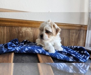 Mal-Shi Litter for sale in GREENWOOD, WI, USA