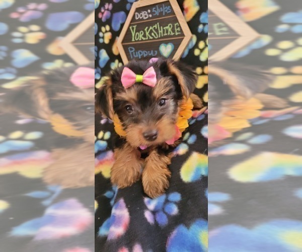 Medium Photo #6 Yorkshire Terrier Puppy For Sale in AKRON, OH, USA