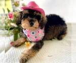 Puppy Oakley Schnoodle (Miniature)
