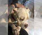 Small #3 Bulldog-Staffordshire Bull Terrier Mix