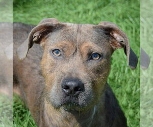 American Staffordshire Terrier-Unknown Mix Dogs for adoption in Huntley, IL, USA