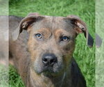 Small American Staffordshire Terrier Mix