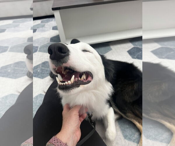 Medium Photo #3 Border Collie-Unknown Mix Puppy For Sale in Paso Robles, CA, USA