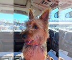 Small Photo #3 Australian Terrier Puppy For Sale in WHITEWOOD, SD, USA