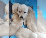 Small #1 Labrador Retriever