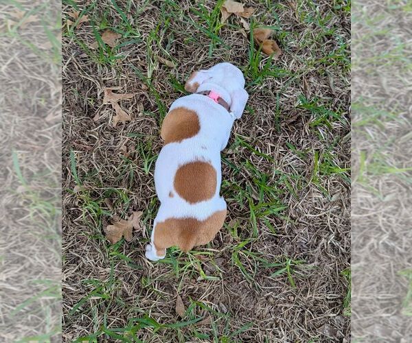 Medium Photo #5 Olde English Bulldogge Puppy For Sale in AUSTIN, TX, USA