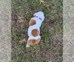 Small #4 Olde English Bulldogge