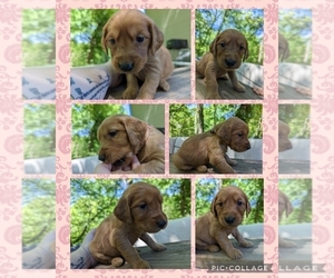 Golden Retriever Puppy for Sale in NEWPORT, Tennessee USA