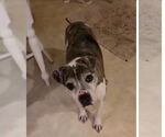 Small #4 American Pit Bull Terrier Mix