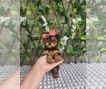 Image preview for Ad Listing. Nickname: Little Lola