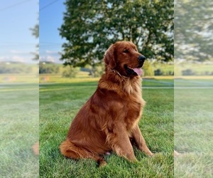 Father of the Golden Retriever puppies born on 04/23/2025