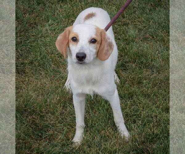 Medium Photo #3 American Foxhound-Beagle Mix Puppy For Sale in Huntley, IL, USA