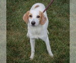Small #2 American Foxhound-Beagle Mix