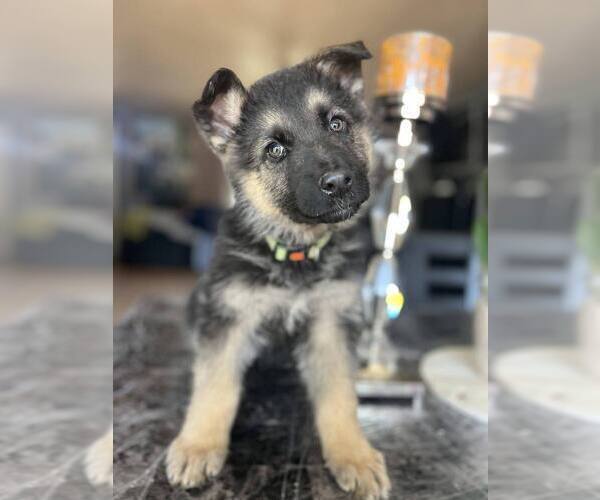 Medium Photo #11 German Shepherd Dog Puppy For Sale in FENNVILLE, MI, USA