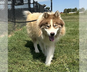 Siberian Husky Dogs for adoption in Evansville, IN, USA