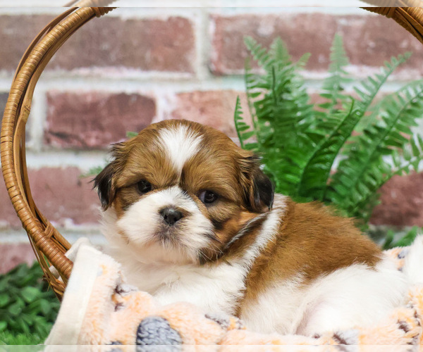 Medium Photo #2 Shih Tzu Puppy For Sale in SYRACUSE, IN, USA