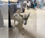 Small Siberian Husky