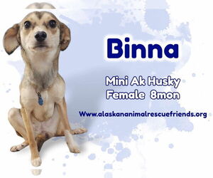 Alaskan Klee Kai-Huskies  Mix Dogs for adoption in Anchorage, AK, USA