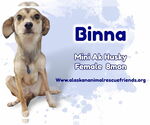Small Alaskan Klee Kai-Huskies Mix