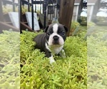 Puppy 1 Boston Terrier