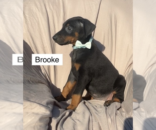 Medium Photo #2 Doberman Pinscher Puppy For Sale in POMEROY, OH, USA