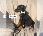 Small #1 Doberman Pinscher