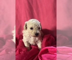 Bichpoo Puppy for sale in FORT VALLEY, GA, USA