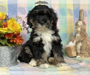 Miniature Bernedoodle Puppy for sale in LANCASTER, PA, USA