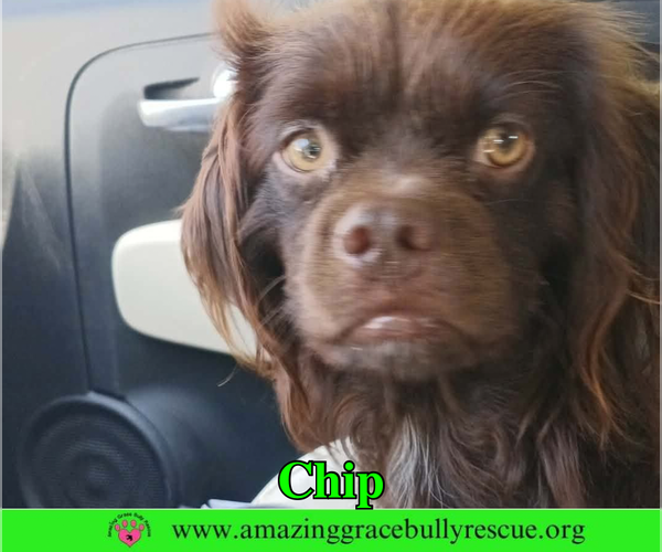 Medium Photo #4 Colonial Cocker Spaniel Puppy For Sale in Milton, FL, USA
