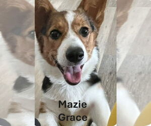 - Mix Dogs for adoption in Foristell, MO, USA