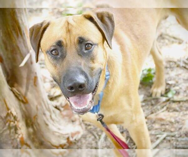 Medium Photo #1 Labrador Retriever-Unknown Mix Puppy For Sale in Tallahassee, FL, USA